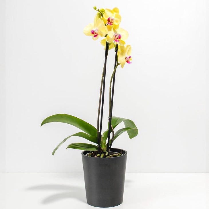 Yellow Phalaenopsis Orchid