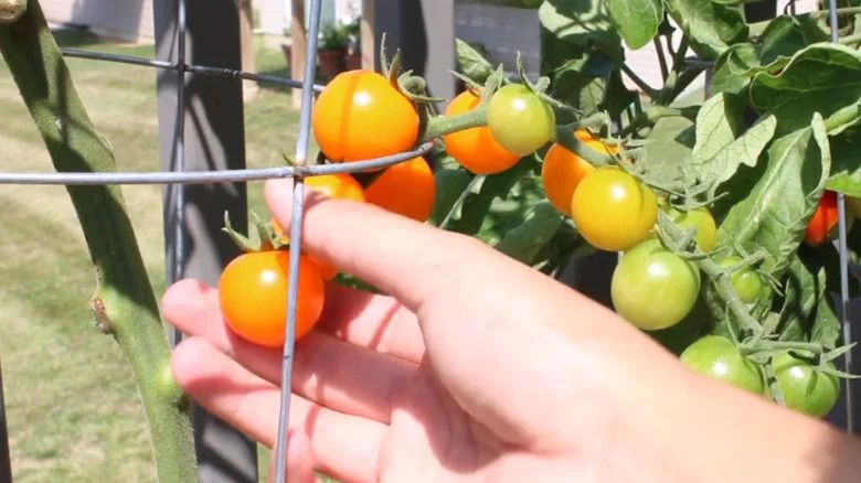 man harvests Sungold tomatoes
