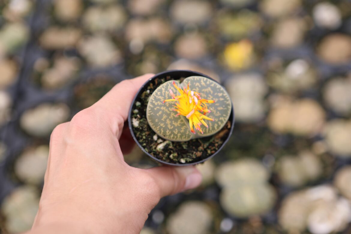 Any ID on this lithop?