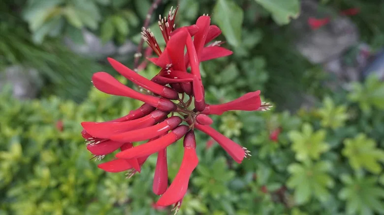 Coral bean Erythrina herbacea with red flowers