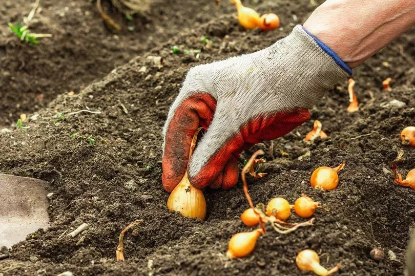 Planting bulbs
