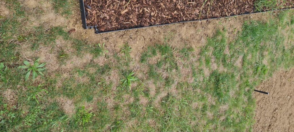 Finally getting rid of our dead lawn, need help