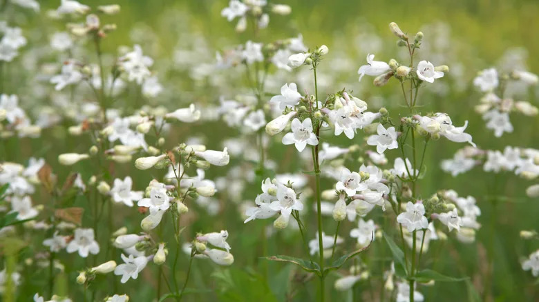 A field of flowering foxglove beardtongue penstemon digitalis