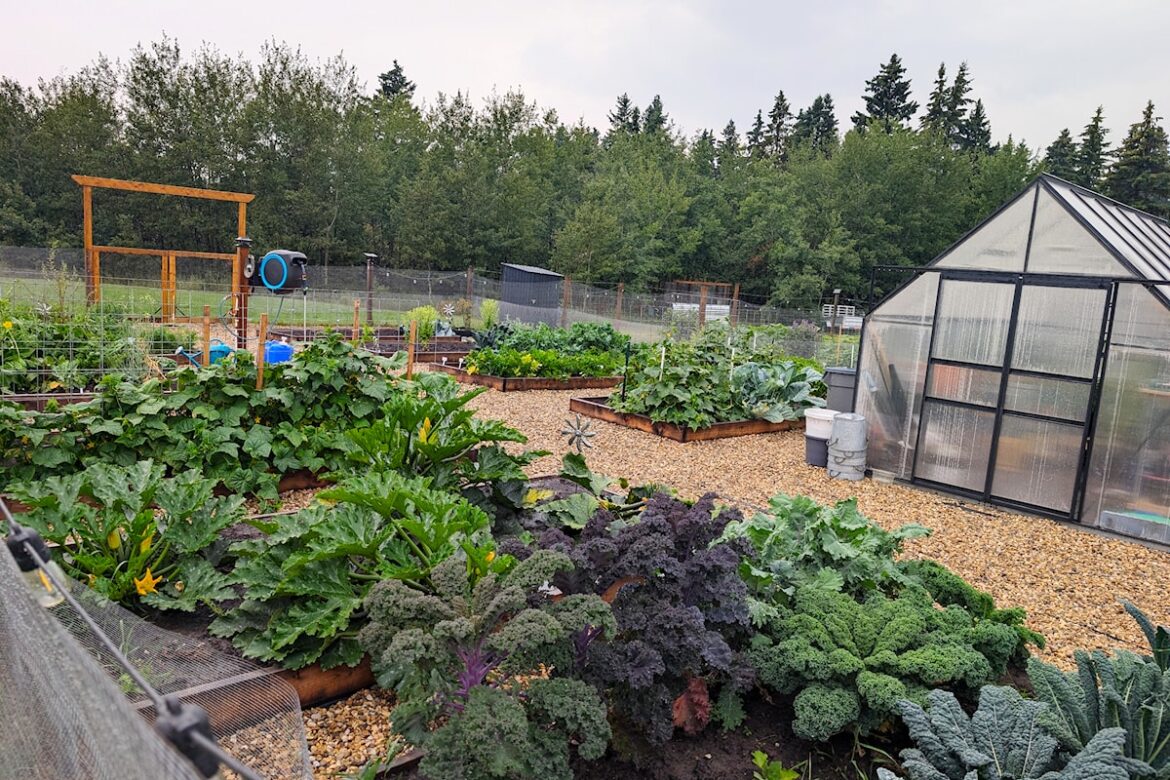 Organic gardening: A tradition carried on from ‘La Dolce Vita’ Organic gardening: A tradition carried on from 'La Dolce Vita'