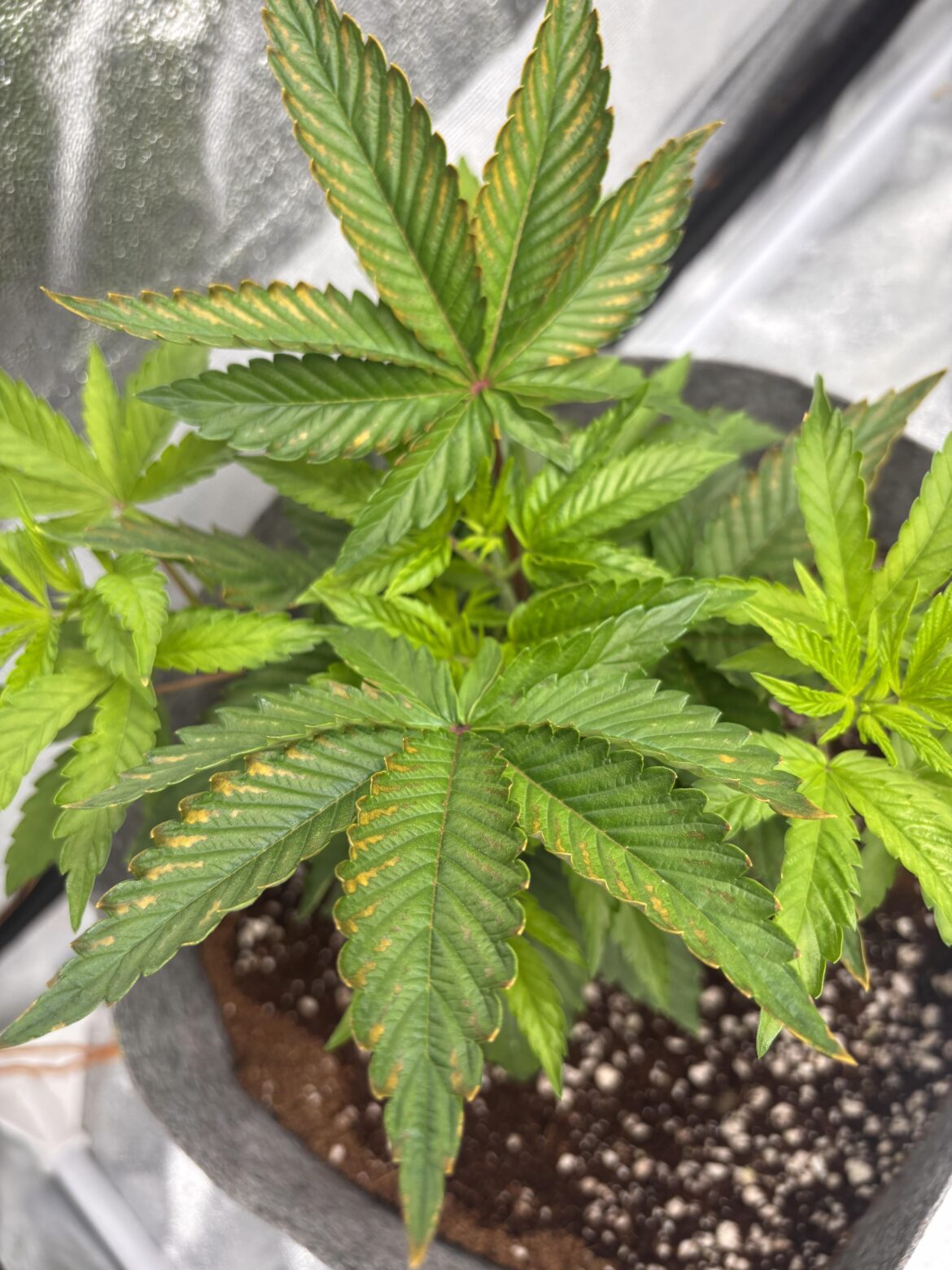 Help with issues