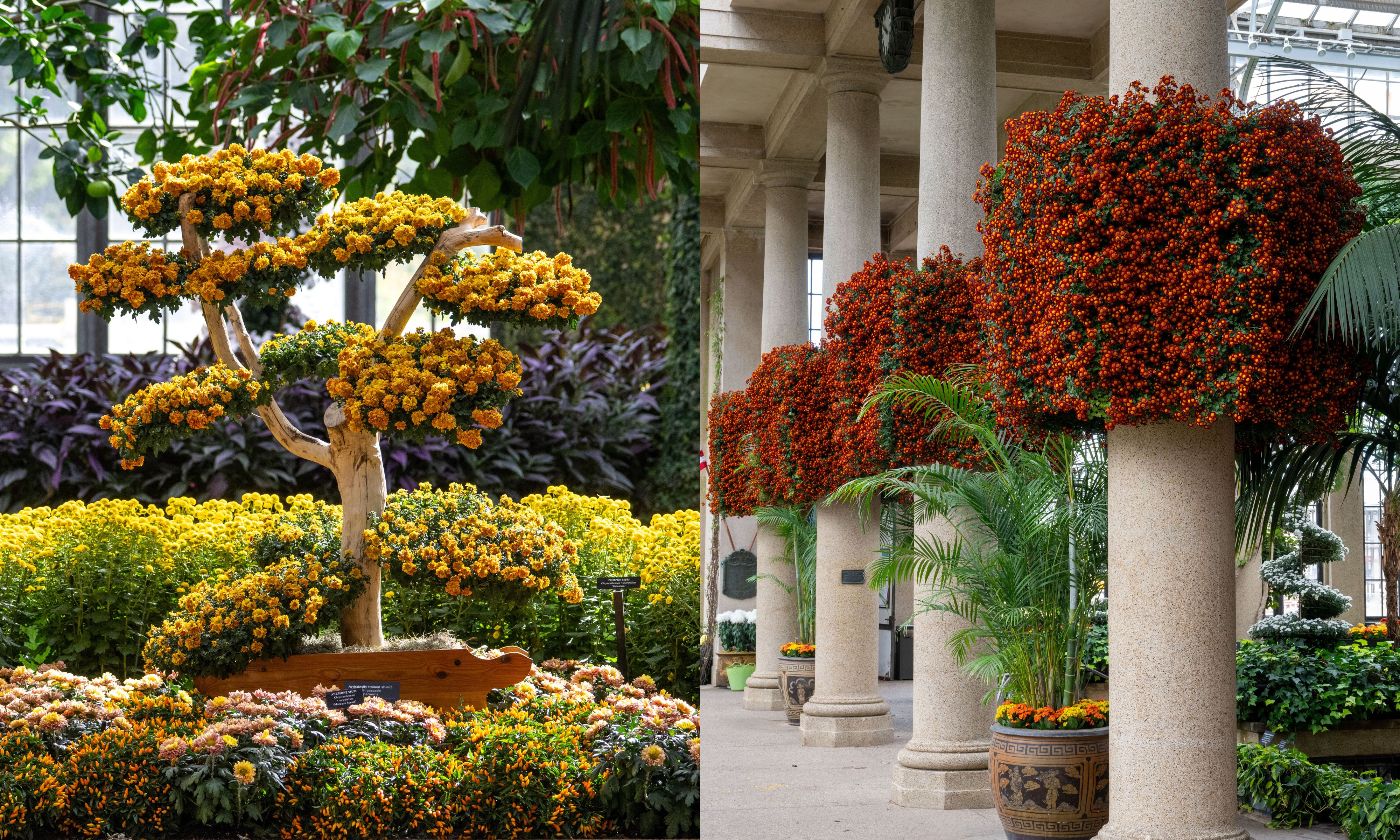 Chrysanthemum Festival at Longwood Gardens