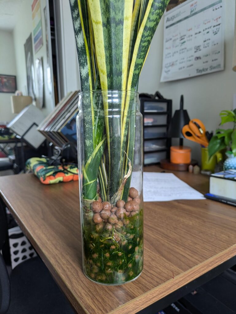 this extremely neglected snake plant in hydro is inexplicably my happiest plant. it's even flowering.