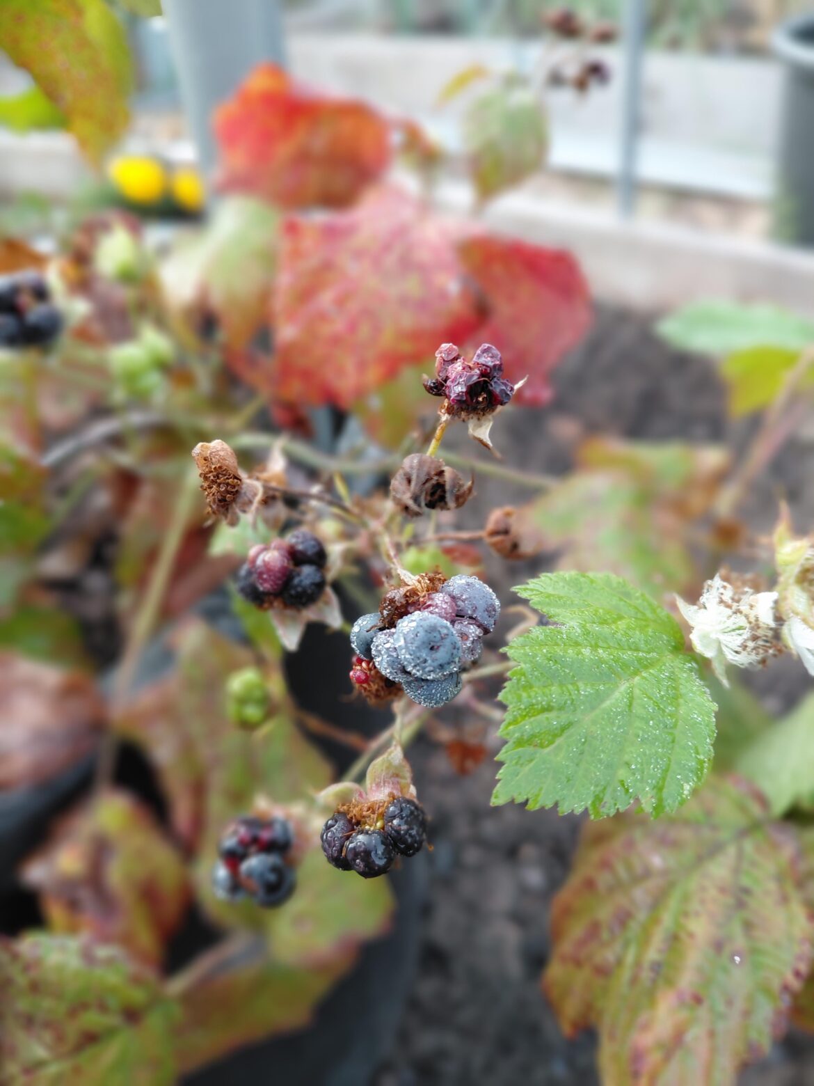 Dewberries living up to their name