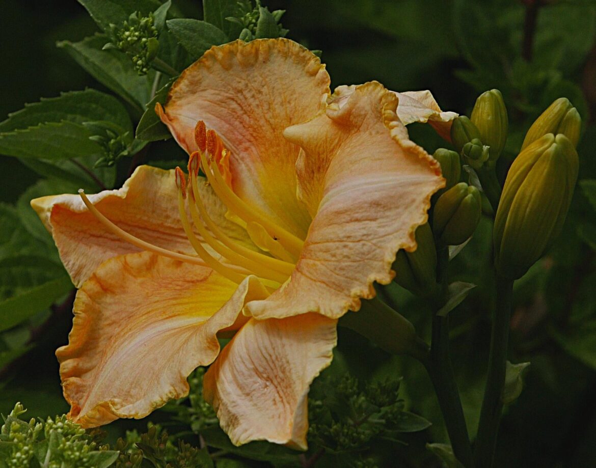🧡Apricot / cantaloupe colored daylily🧡[OC]
