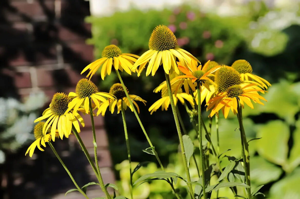 Homeowner shares video of annual guest making pitstop in flower garden: ‘He’s beautiful’ Yahoo lifestyle home