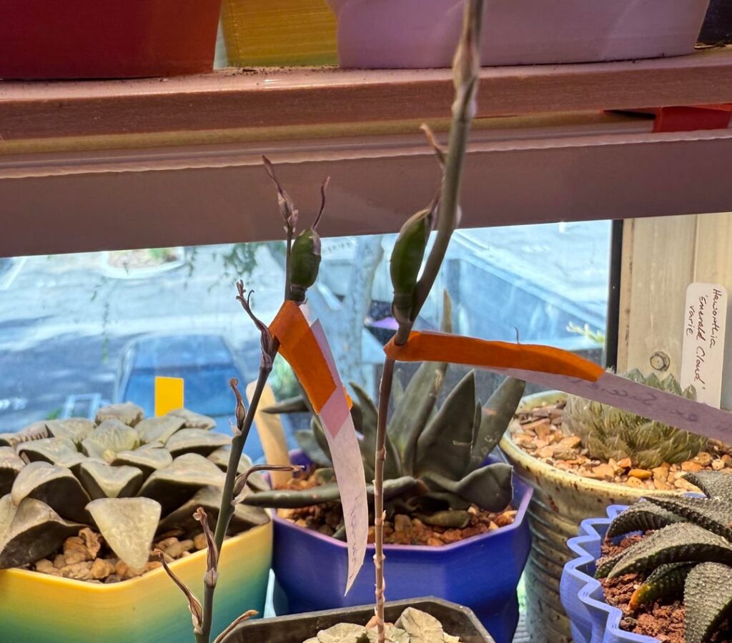 First maughanii cross