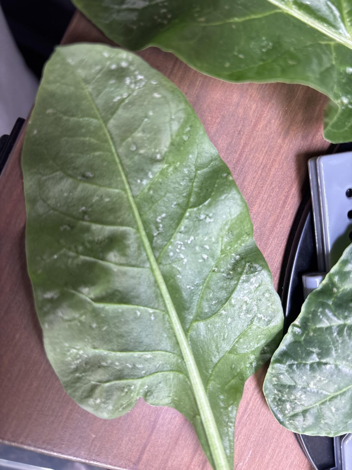 Hydroponic Spinach white spots