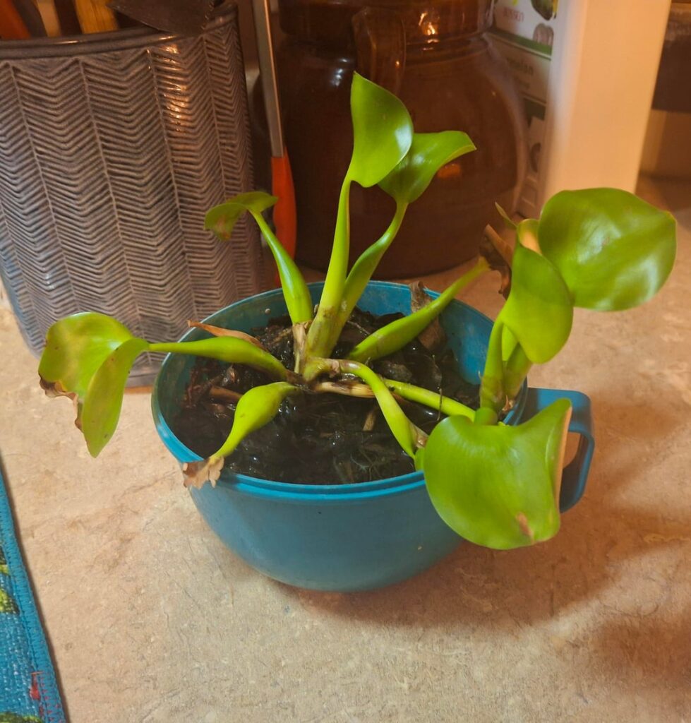 What’s this plant my husband brought me? What's this plant my husband brought me?