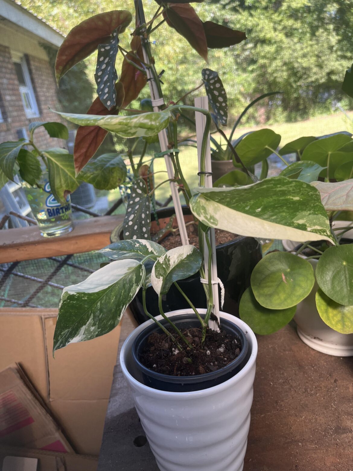 Philodendron from a single leaf!