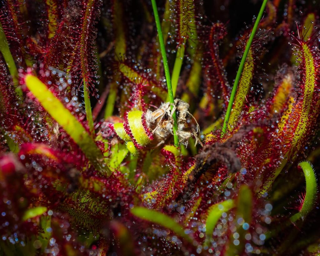 Accidental Renaissance in my Drosera