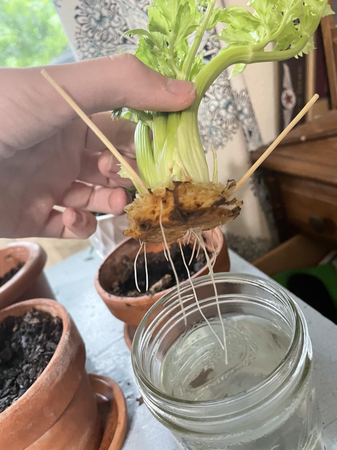 Should I put my celery? And in what pot? [New]