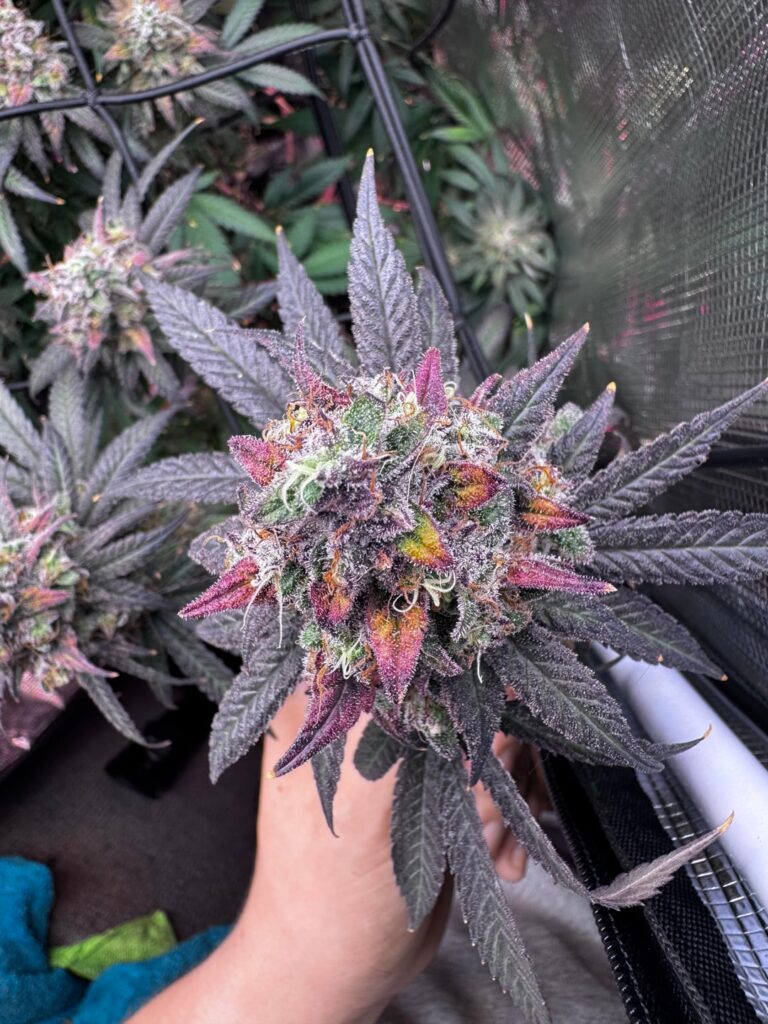 Harvest has arrived! Harvest has arrived!