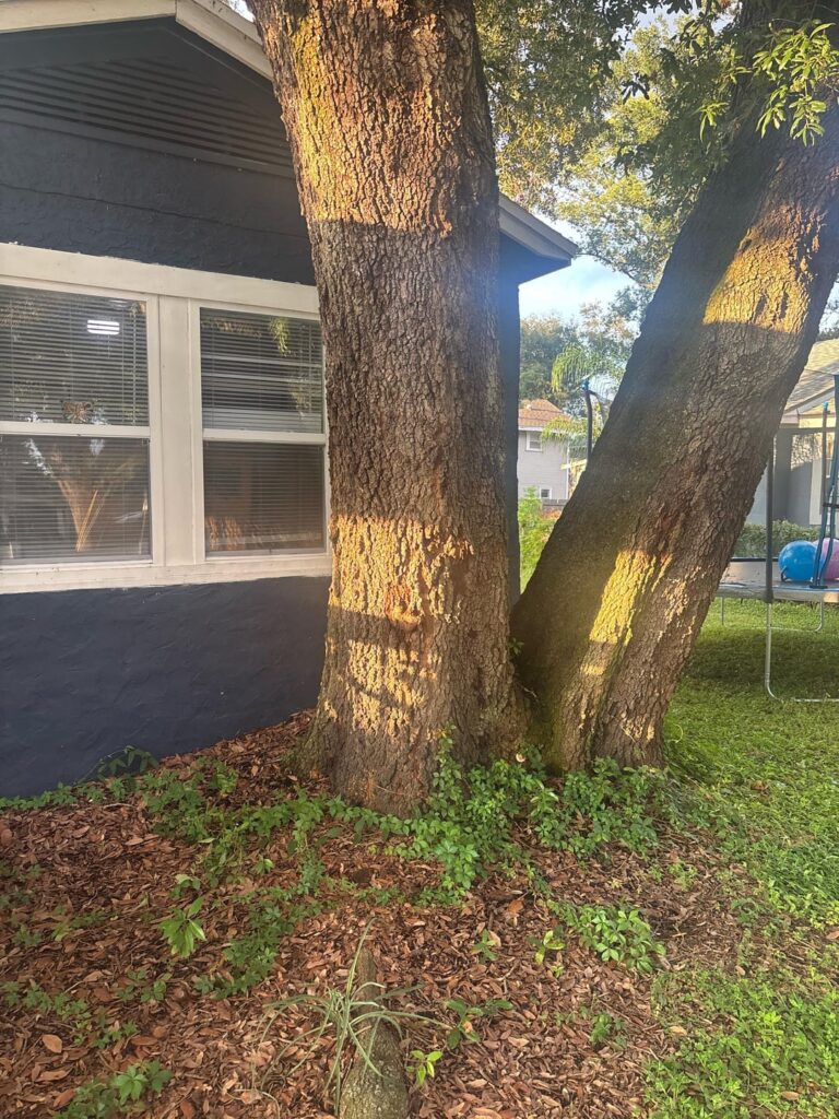 Is this tree causing my floor to be raised and the crack in the wall? Is this tree causing my floor to be raised and the crack in the wall?