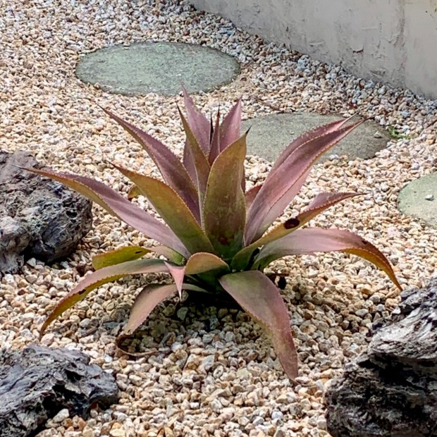 Mangave 'Macho Mocha' (Manfreda variegata x Agave celsii): This result...