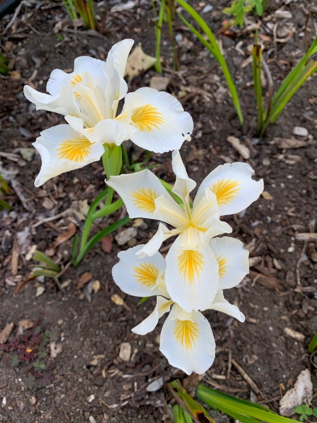 Pacific coast hybrid iris (Iris douglasiana 'Canyon Snow'). In 1975,...