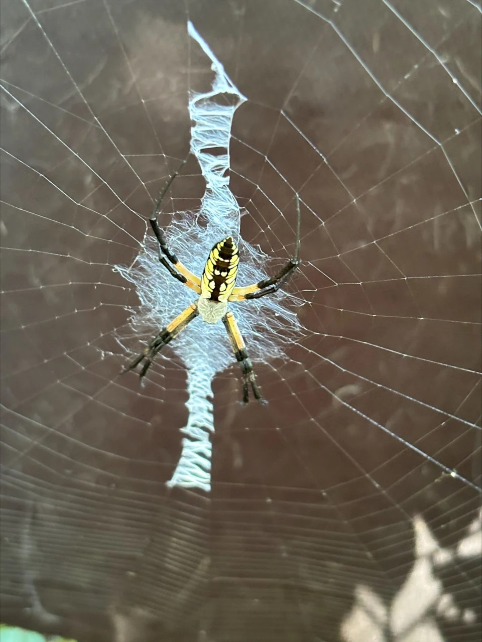 Black and yellow spiders found in gardens and on the eves of houses are busy catching pesky bugs in their webs.