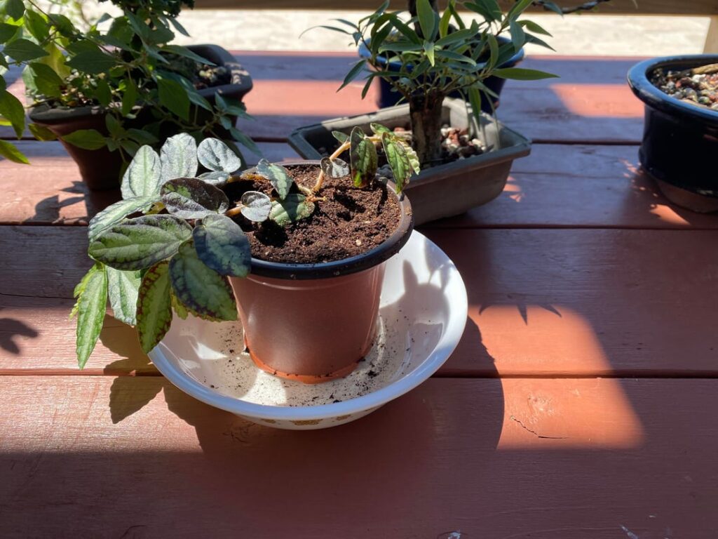 What’s this plant?