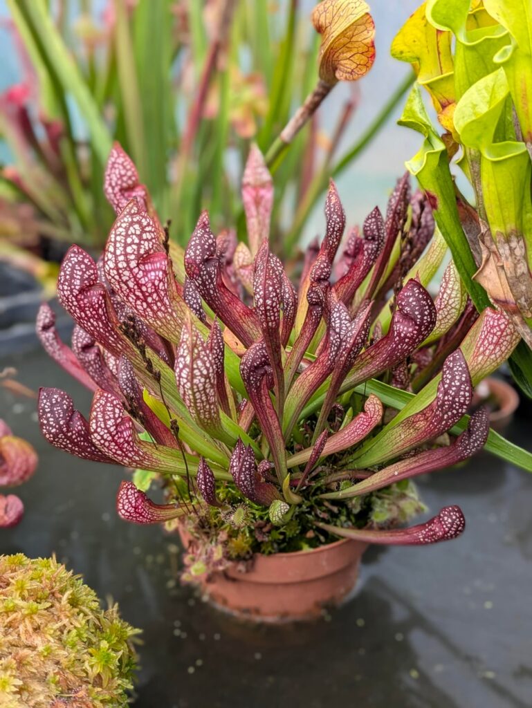 A few snapshots from my bog table.