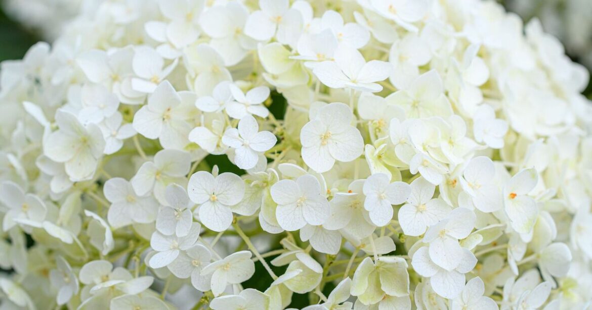 'Stronger' hydrangeas will grow larger bloom with 'easy task'