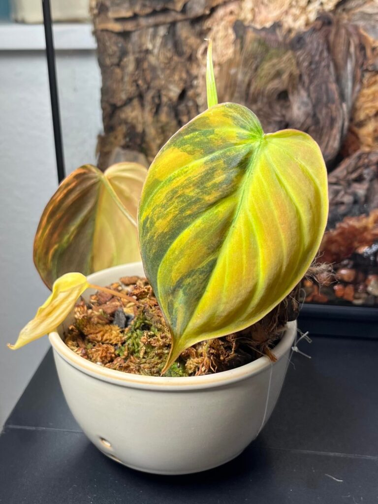 New leaf on variegated micans has me on a chokehold 🤩