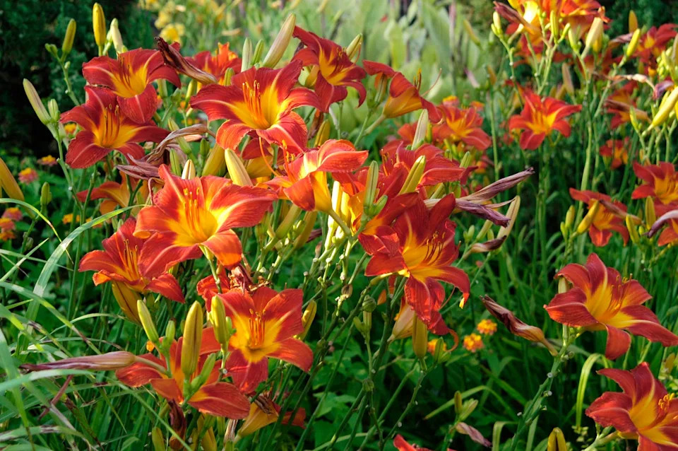 spring bulb companion plants day lily