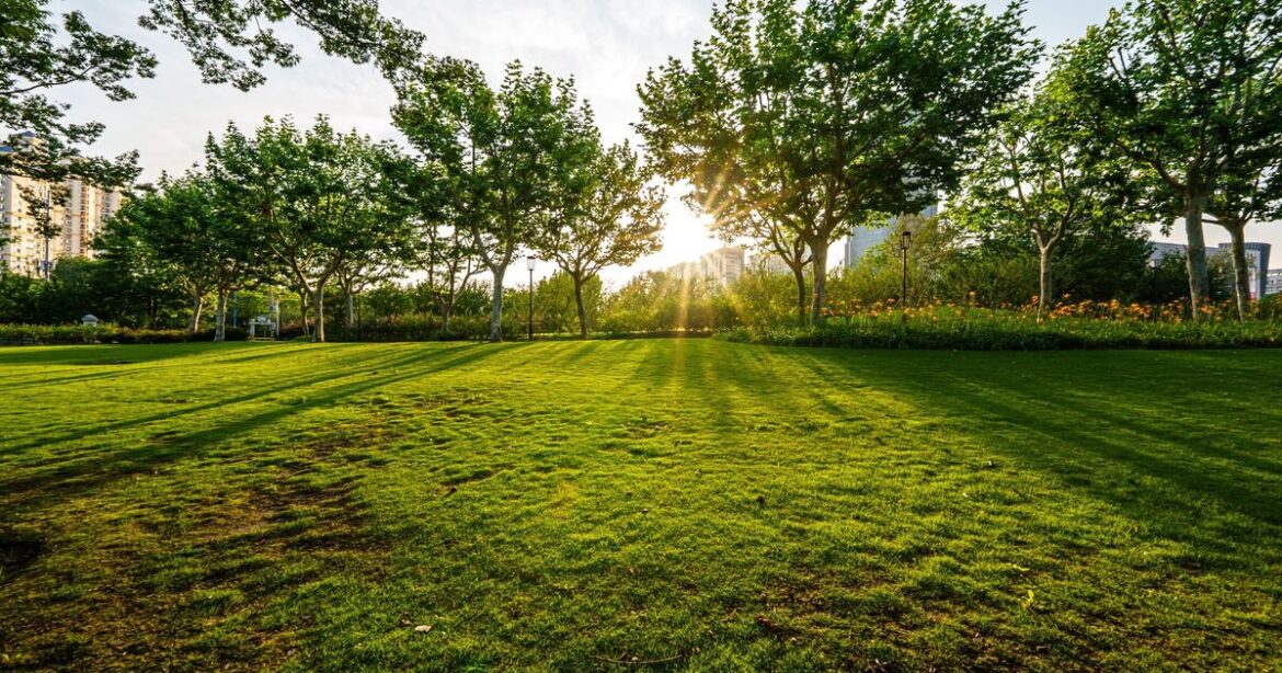 Gardeners told to pour washing up liquid on lawns in October