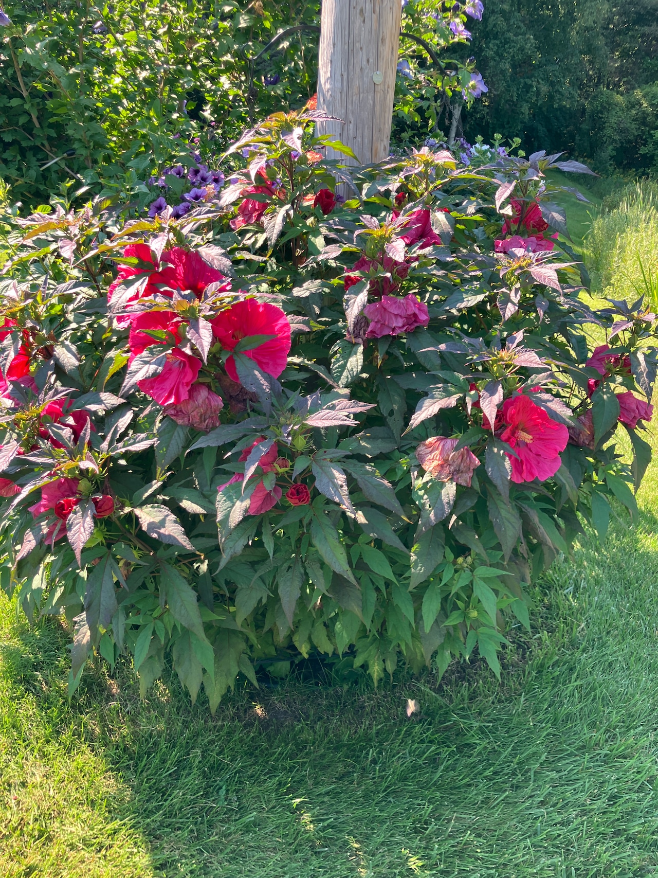 Best Flower Garden