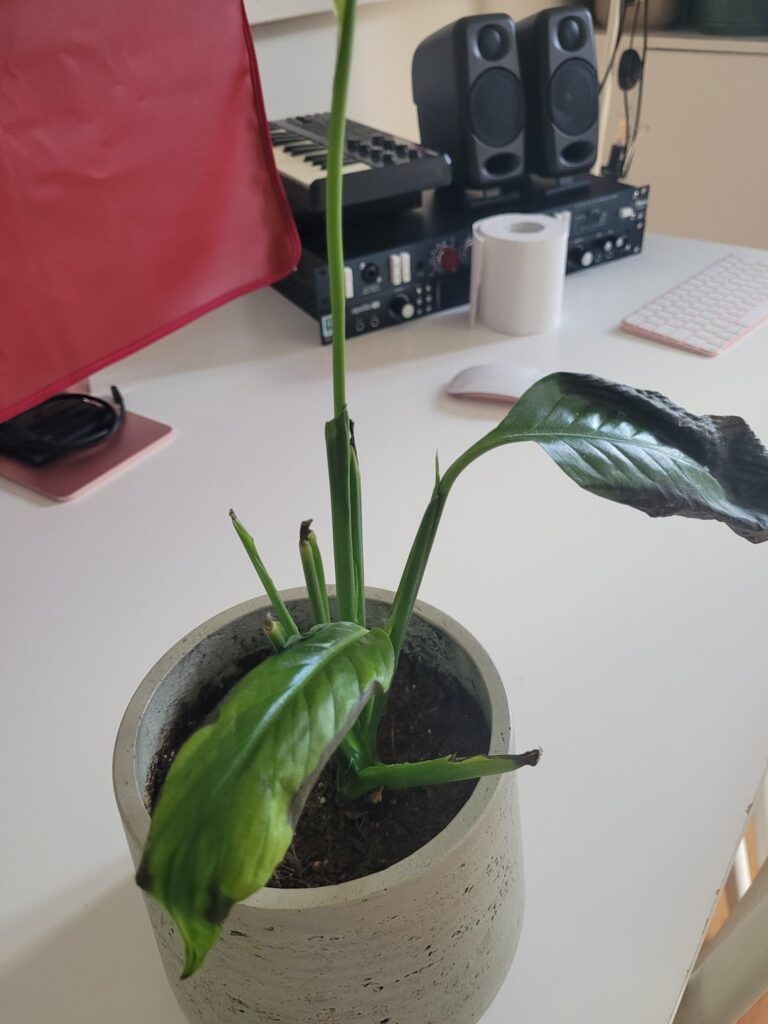 Not sure what to do about peace lily?