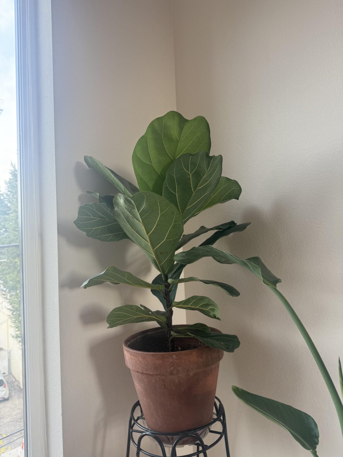 FLF leaves FLF leaves