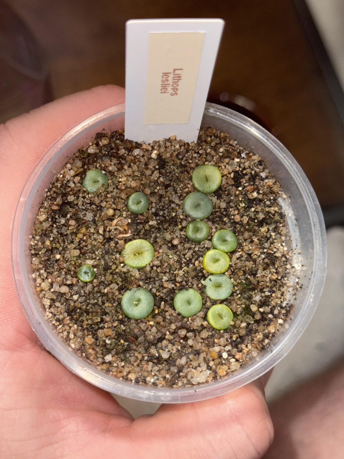 How are my seedlings looking? How are my seedlings looking?