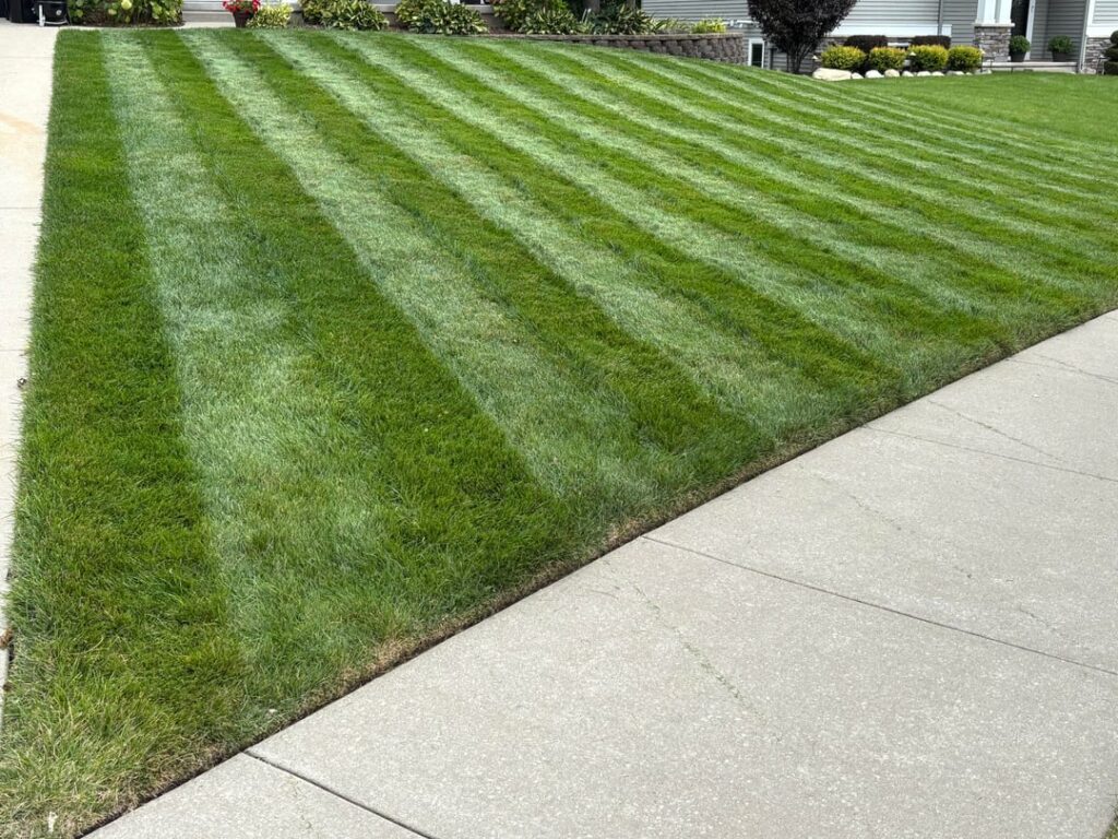 Lawn loving these cooler days!