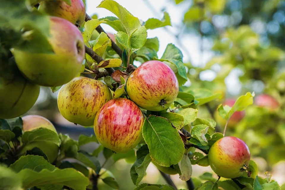 close up of ripe red and green apples hanging form a tree in an orchard
