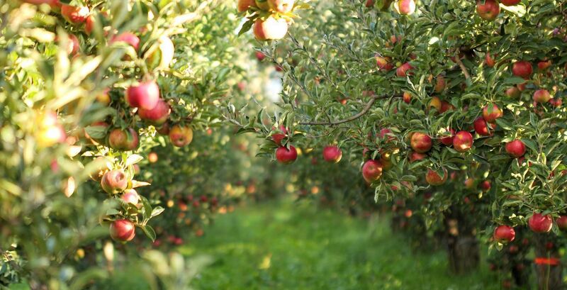 Plenty apples ready for picking — but be sure to leave a few behind for the púca too
