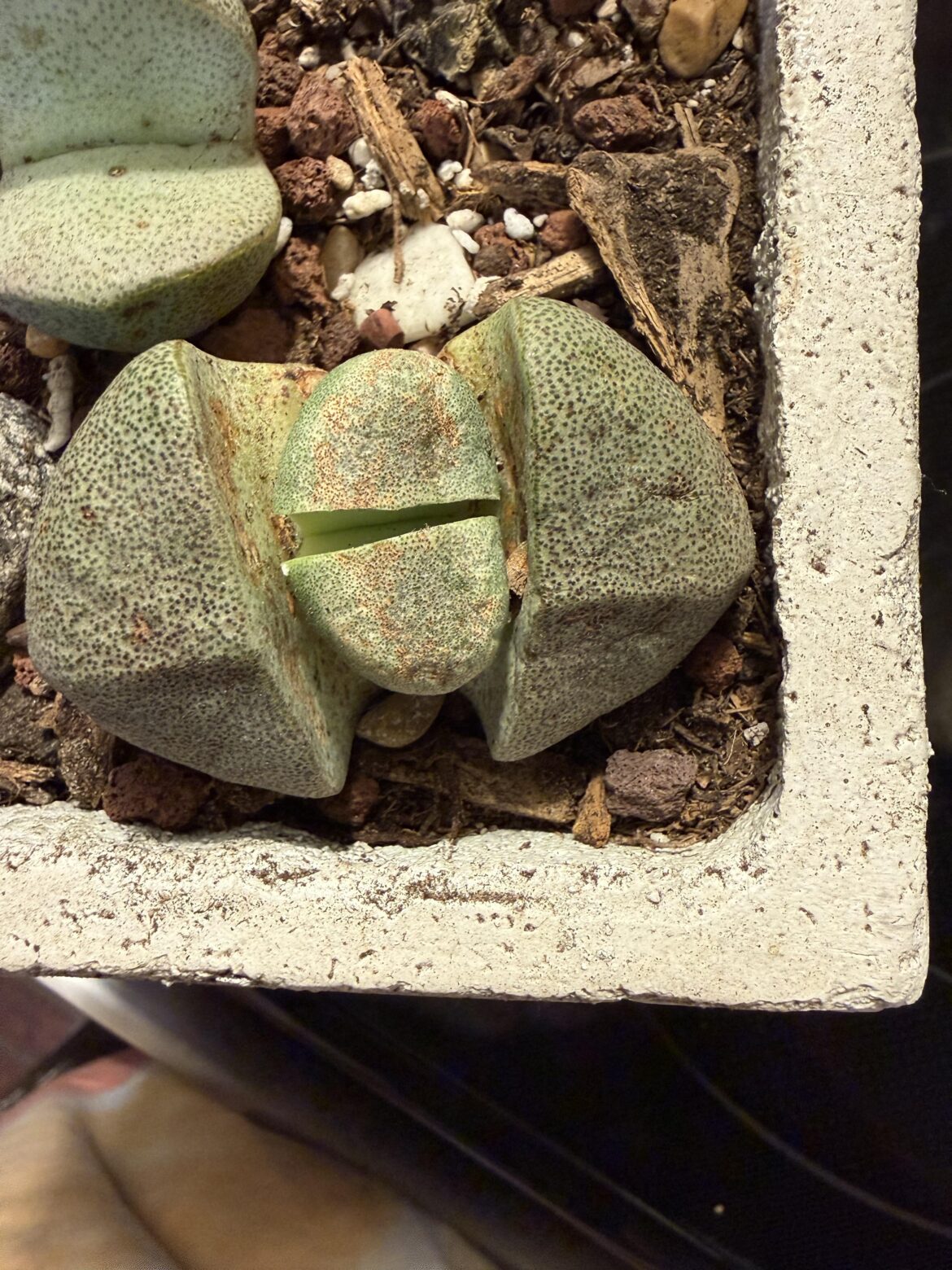 Why is this already splitting?