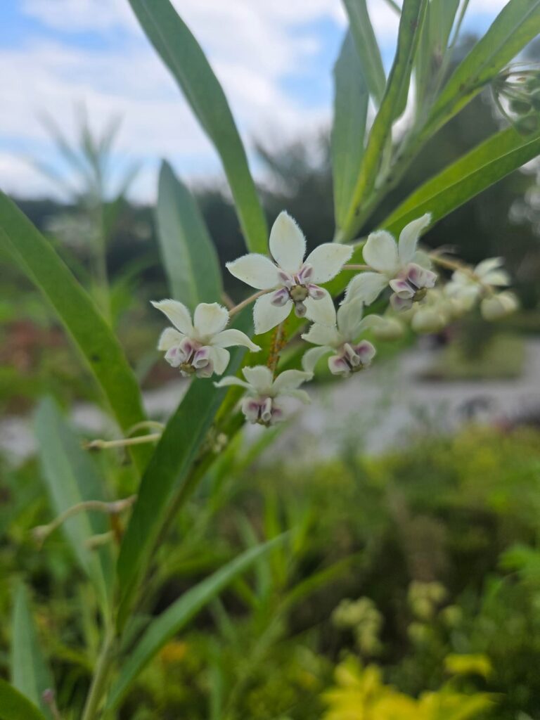 Unlabeled plant at a botanical garden I visited this weekend. Help with ID.