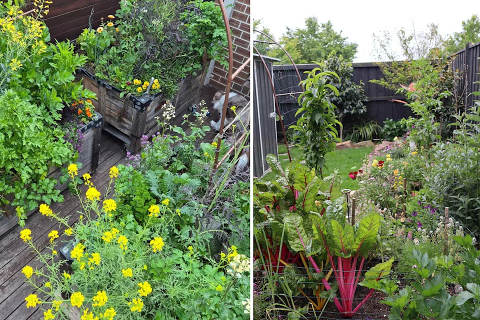 Left, planters filled with vegetables on Breanna's deck. Right, rhubarb and other vegetables growing in the mum's backyard. 