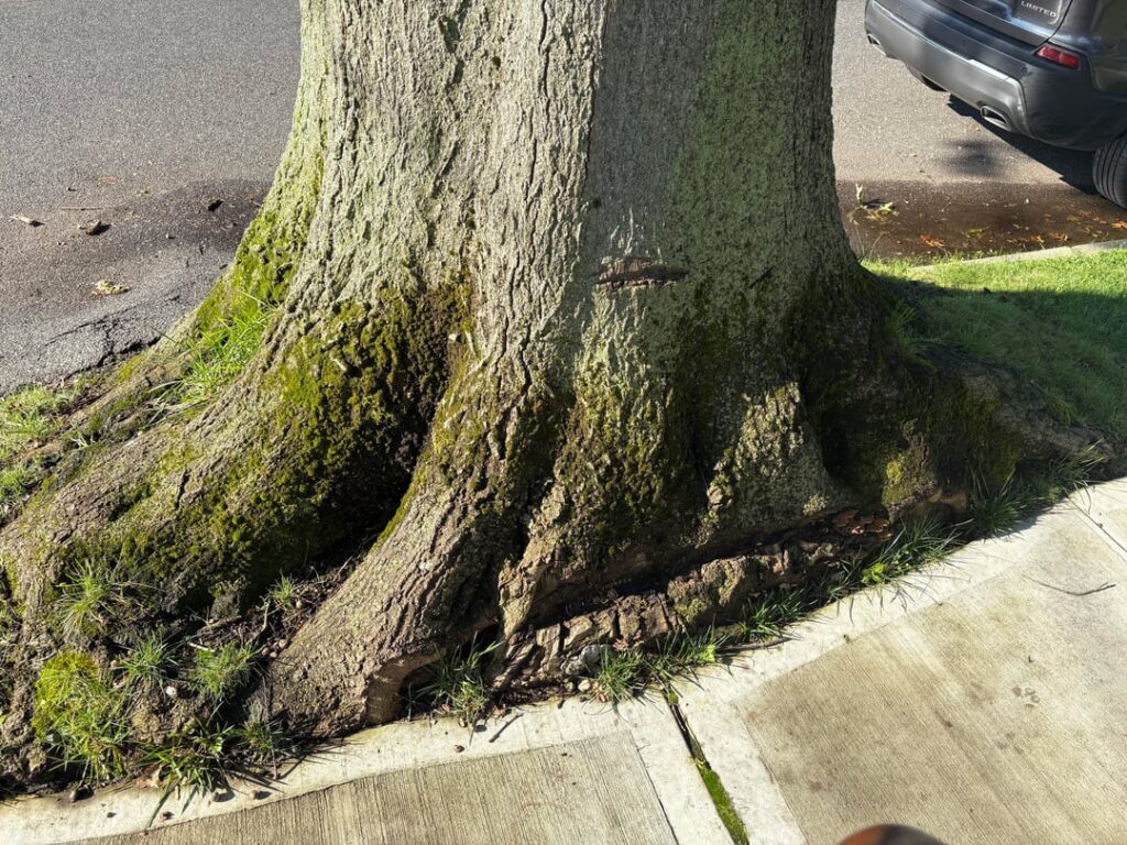 Will this tree need to be cut down?