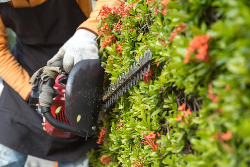 September is also a good time to scythe or strim some kinds of greenery. Photograph: Getty Images