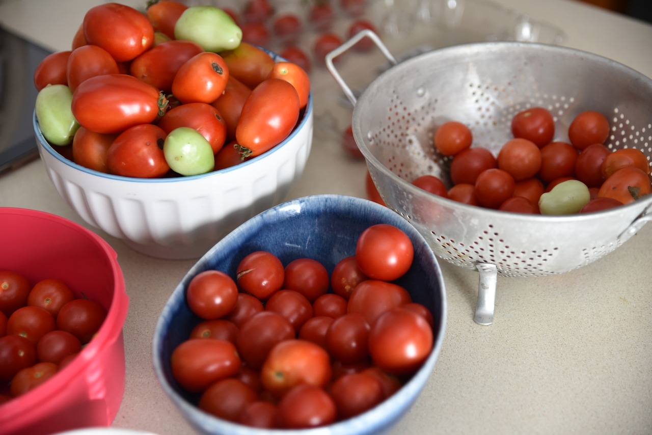 Tomato plant New Brighton