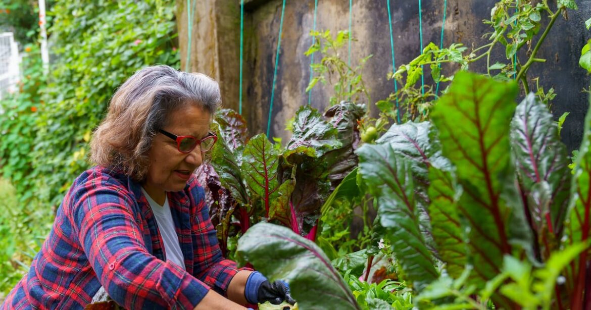 Winter vegetables that thrive in Irish gardens – The Irish Times Winter vegetables that thrive in Irish gardens – The Irish Times