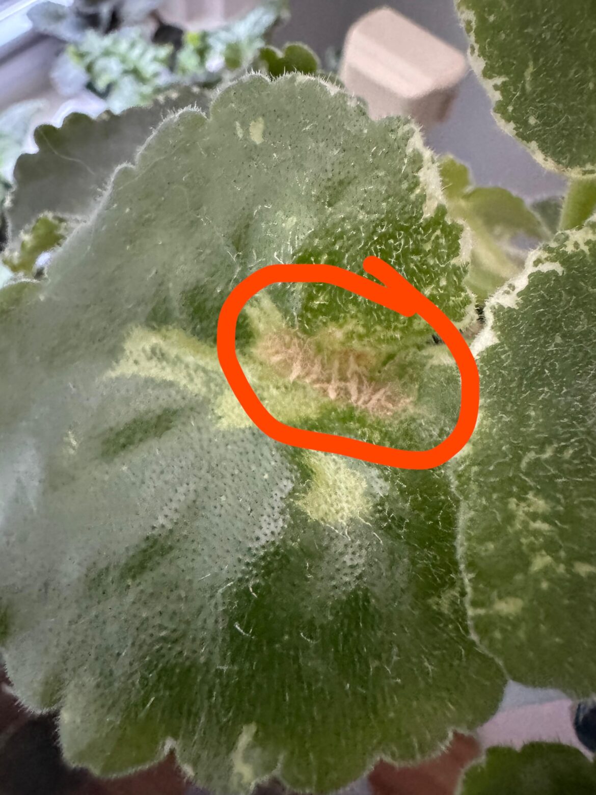 What are these lines on my leaves?