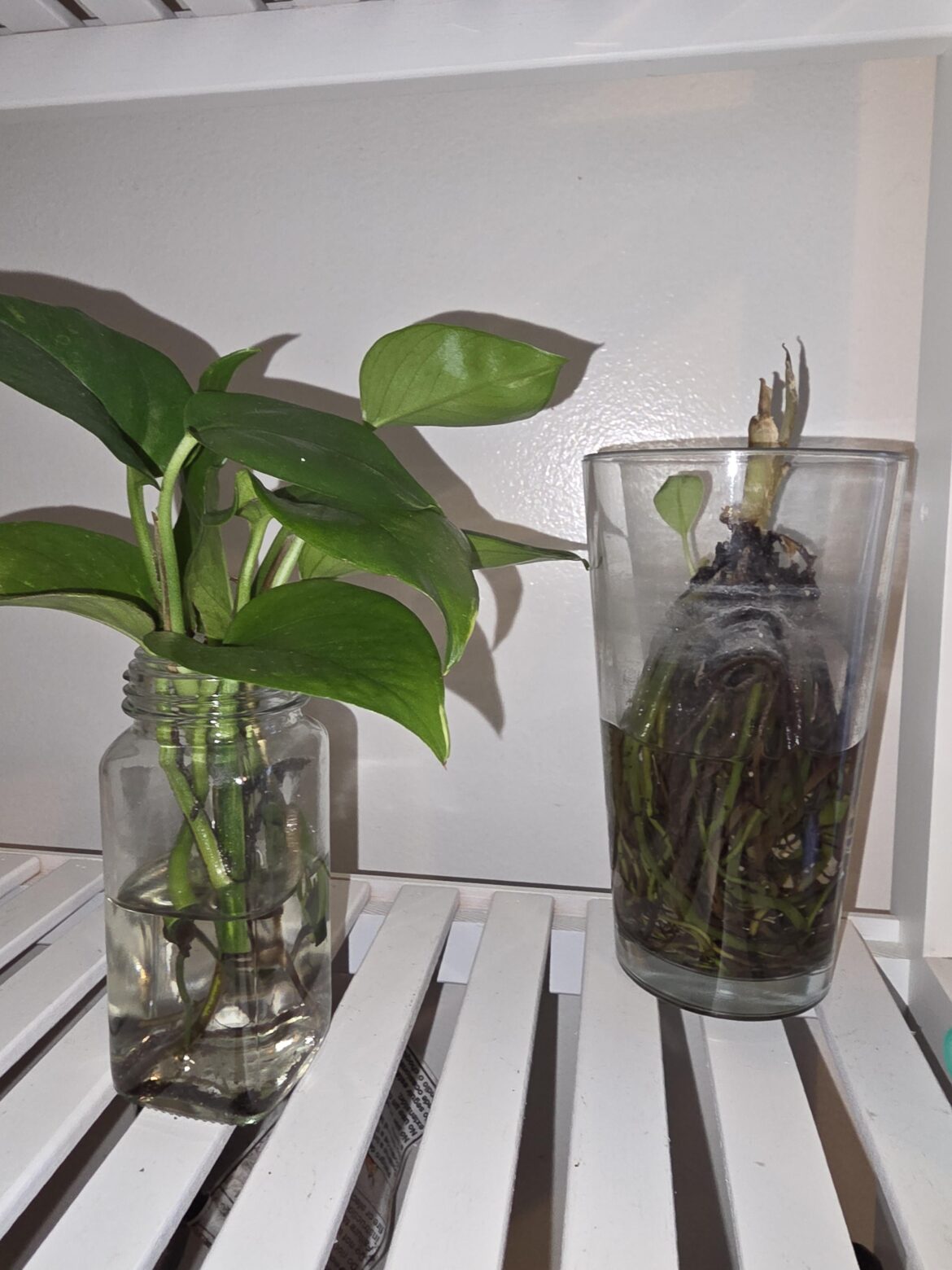 Brother passed last month, trying to keep his plants alive