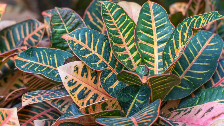 Green and orange leaves of a croton