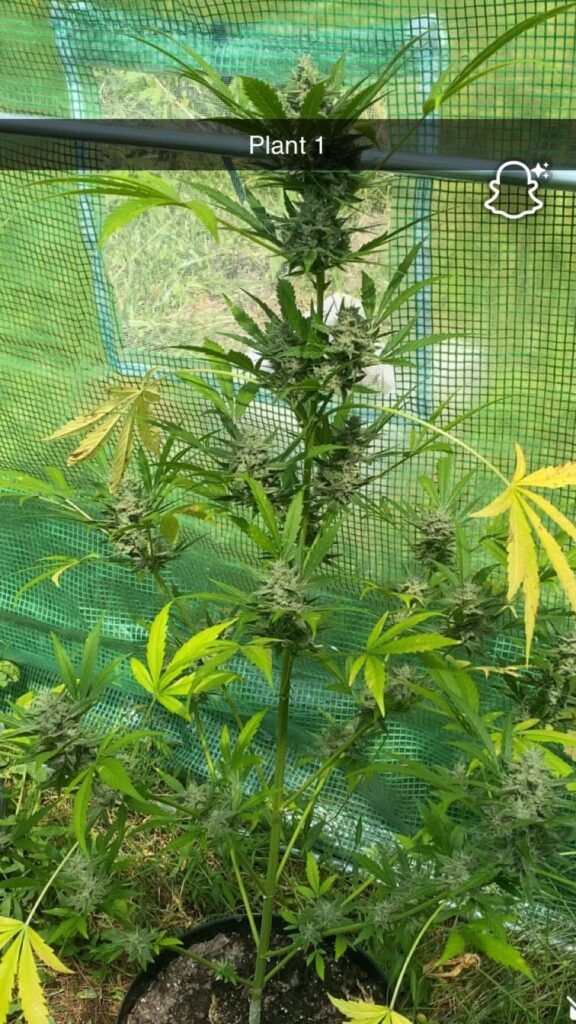 How long til harvest all comments appreciated