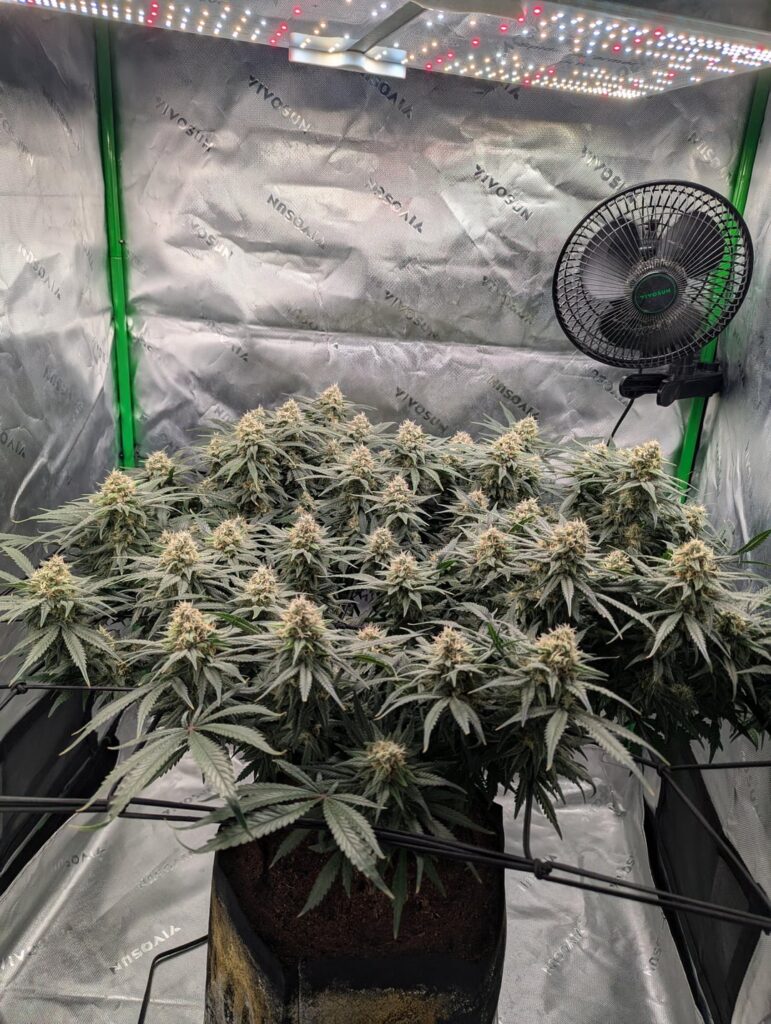 (first grow) (photos in coco) started my 2 week flush. How we looking